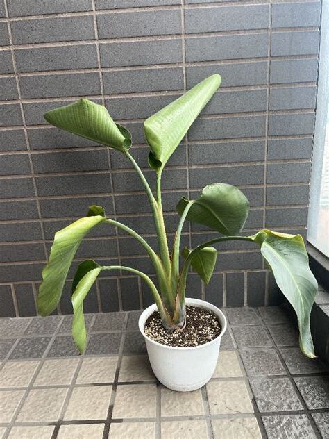天堂鳥 黃葉